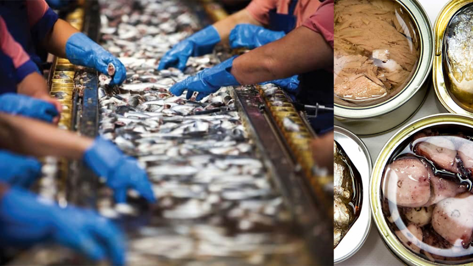 PROCESAMIENTO Y CONSERVAS DE PESCADO